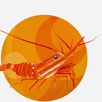 BC Spot Prawn Festival identity
